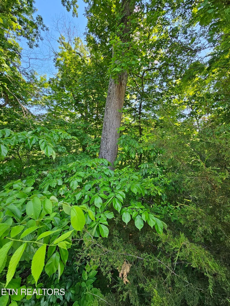 lot 15 Saddleback Way, Sevierville, TN 37862