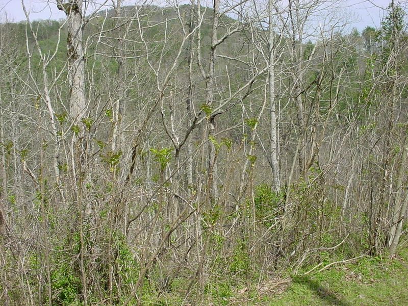 Lot 15 Twin Oak Mountain Rd, Townsend, TN 37882