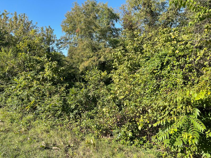 Lot 151 Cherokee Dr, Vonore, TN 37885