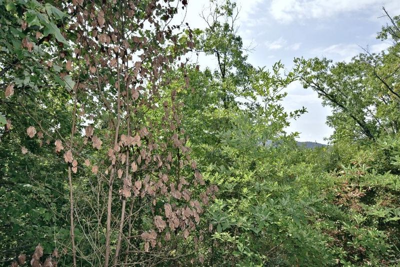 Lot 158-E Harmony Hill Ln, Sevierville, TN 37862
