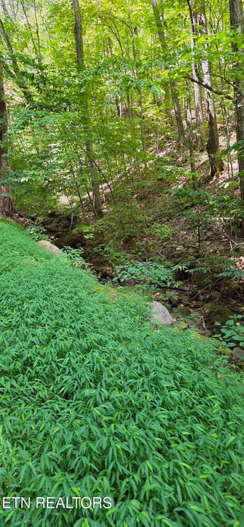 Lot 16 Black Walnut Flats Rd, Sevierville, TN 37862