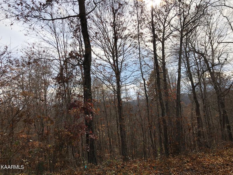 Lot 166 E Dogwood Trail Tr, Lafollette, TN 37766
