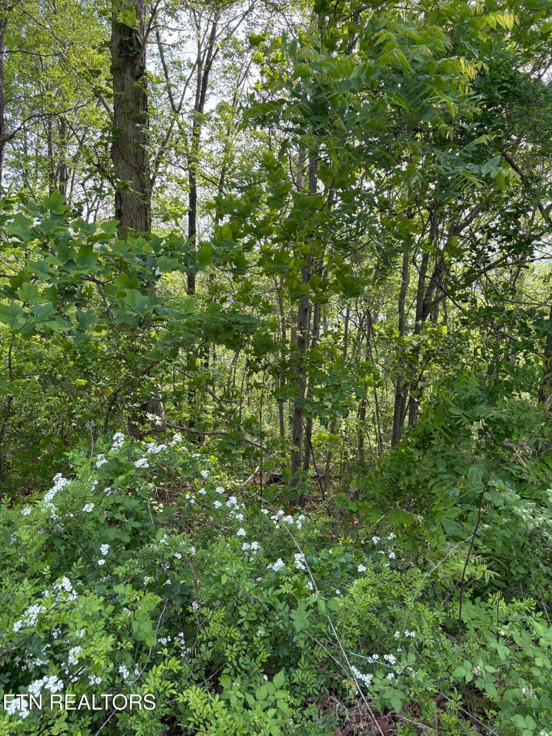 lot 168 Saddleridge Dr, Speedwell, TN 37870