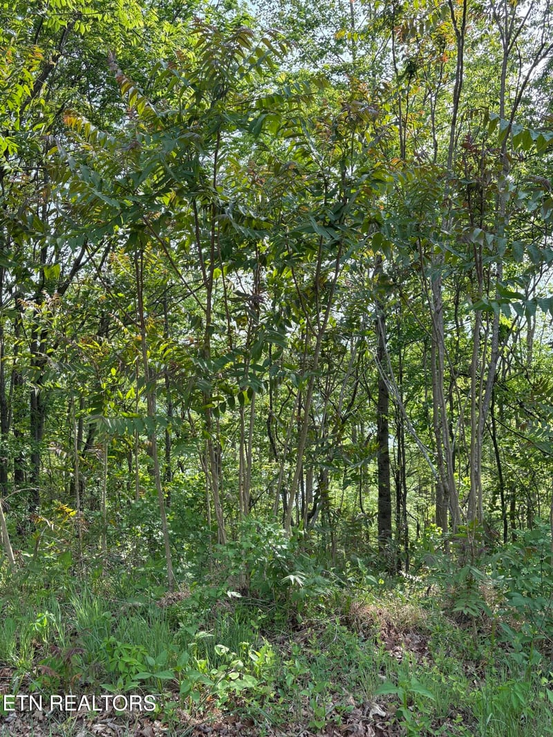 lot 168 Saddleridge Dr, Speedwell, TN 37870