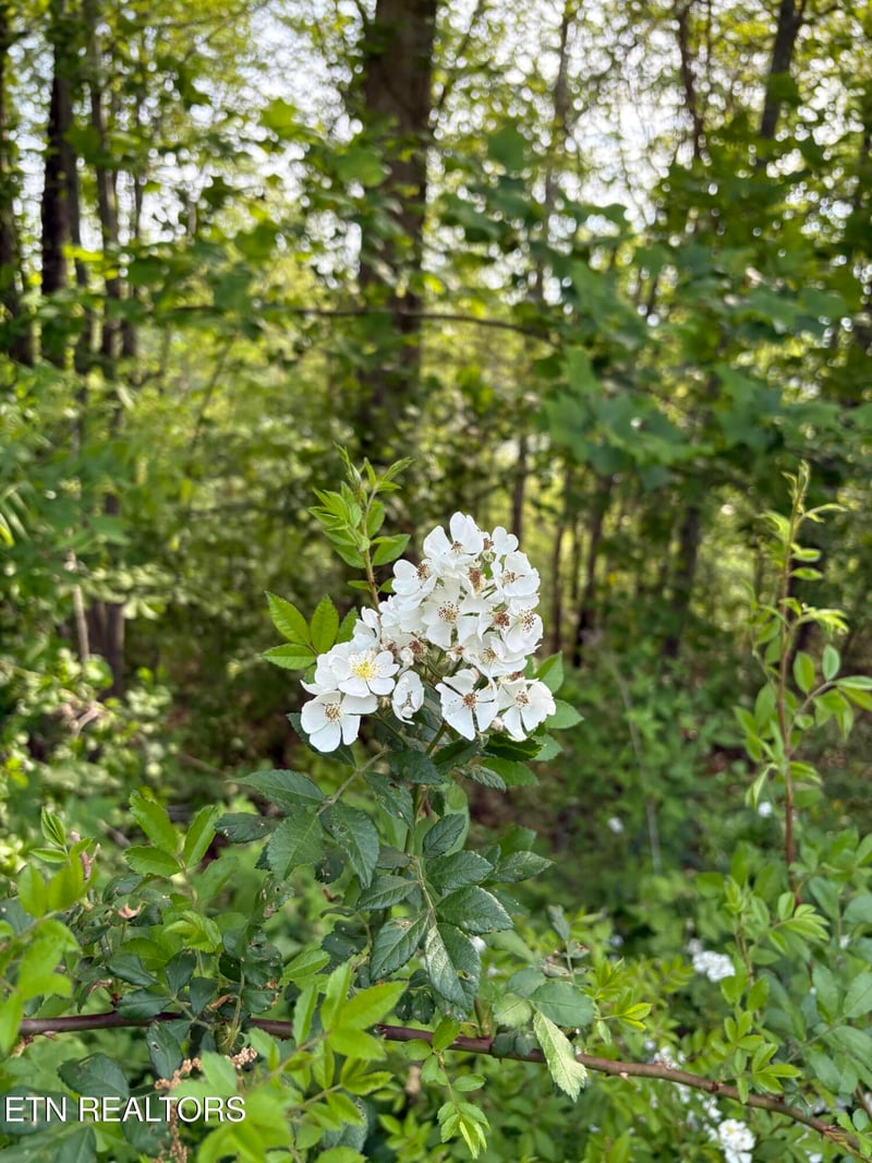 lot 168 Saddleridge Dr, Speedwell, TN 37870