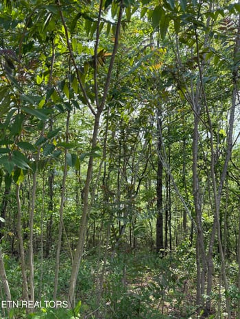 lot 168 Saddleridge Dr, Speedwell, TN 37870