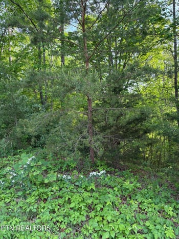 lot 169 Saddleridge Dr, Speedwell, TN 37870