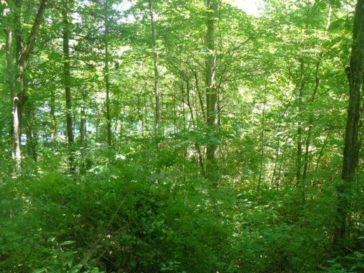 Lot 17 Helms Ferry Rd, Sharps Chapel, TN 37866