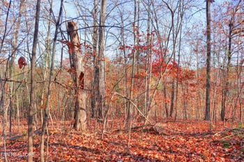 Lot 190 Hickory Way, Lafollette, TN 37766