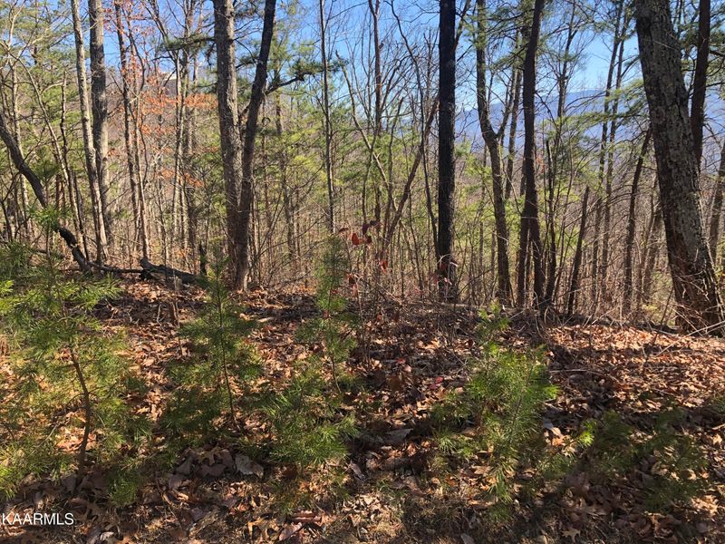 Lot 2 Chestnut Ridge Ct, Sevierville, TN 37876