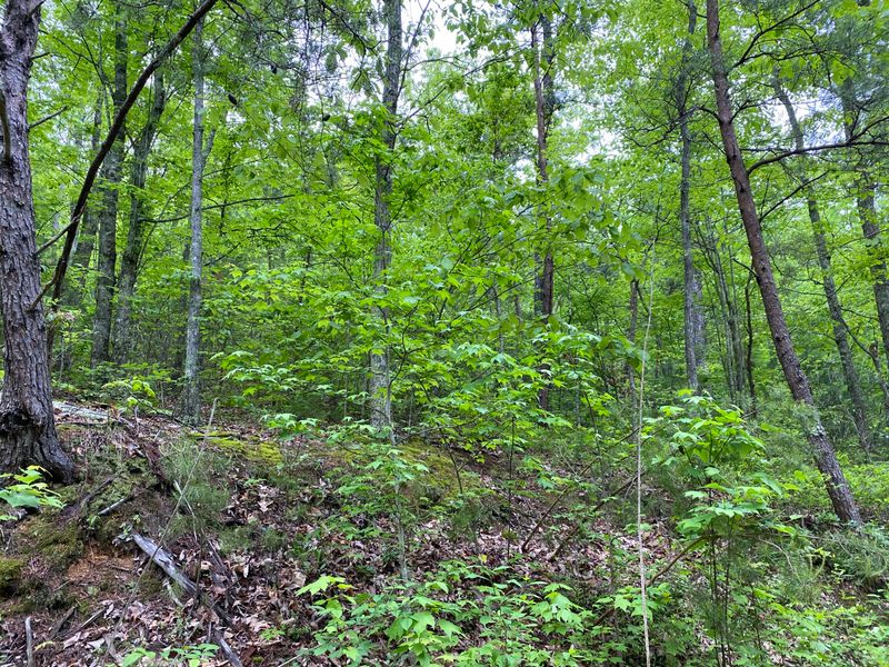 Lot 21 Elderberry Dr, Sevierville, TN 37876