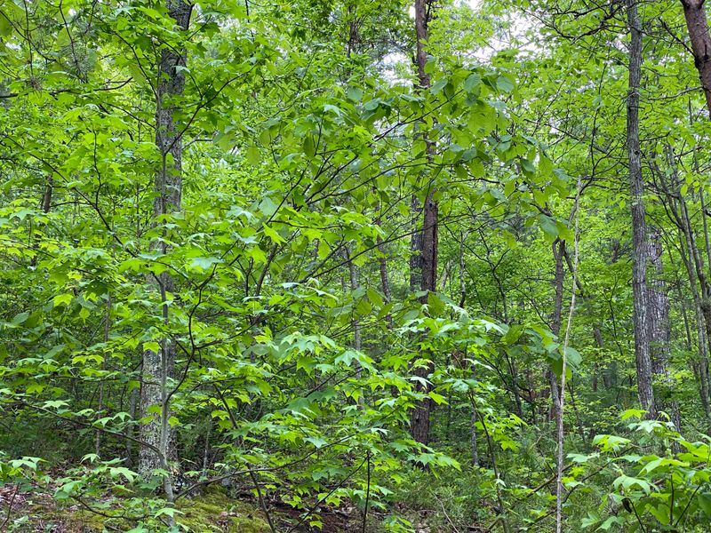 Lot 21 Elderberry Dr, Sevierville, TN 37876