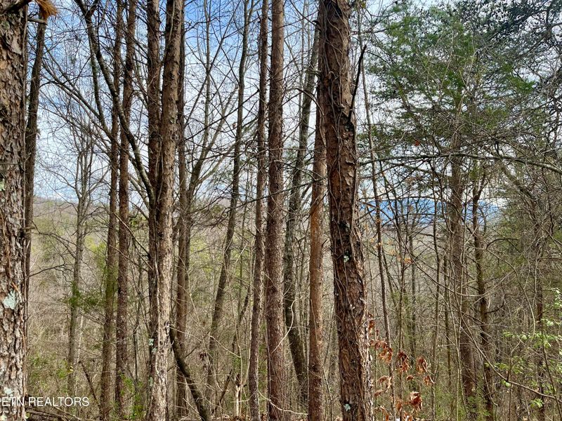 Lot 26 Blue Dun Ct, Pigeon Forge, TN 37863