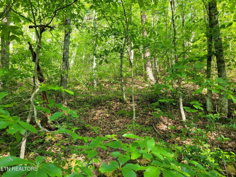 Lot 27 Black Oak Dr, Sevierville, TN 37876