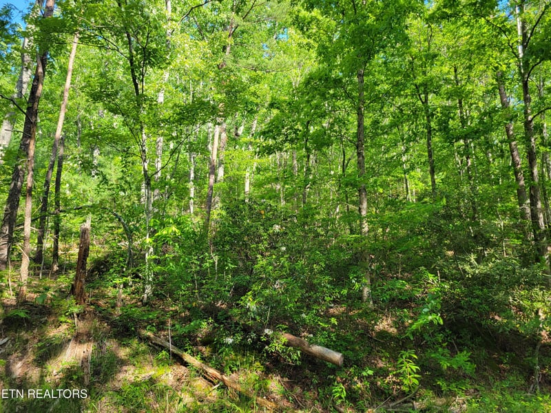 Lot 27 Black Oak Dr, Sevierville, TN 37876