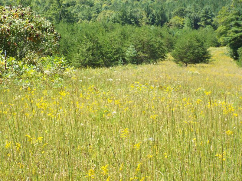 Lot 3 Mountain View Dr, Deer Lodge, TN 37726