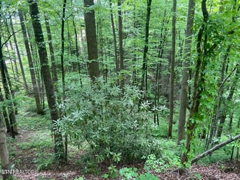 Lot 3 Old Cartertown Rd, Gatlinburg, TN 37738