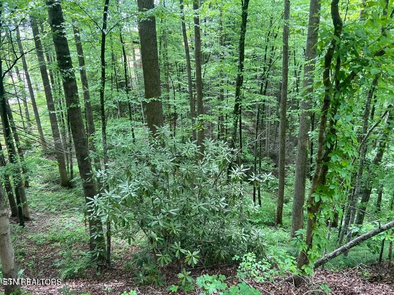 Lot 3 Old Cartertown Rd, Gatlinburg, TN 37738
