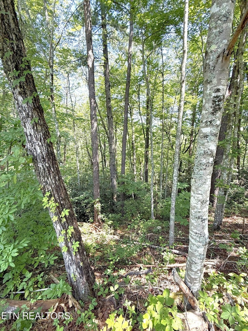 Lot 4 Oakwood Rd, Walland, TN 37886