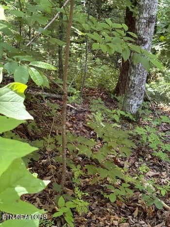 lot 4 Old Furnace Rd, Tellico Plains, TN 37385