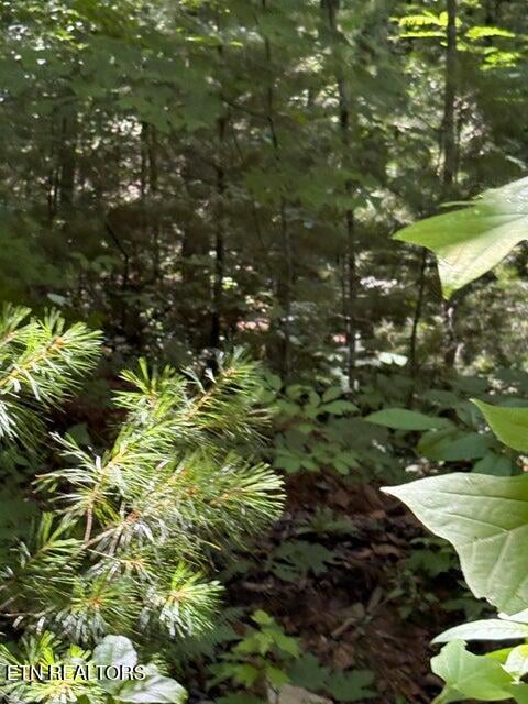 lot 4 Old Furnace Rd, Tellico Plains, TN 37385
