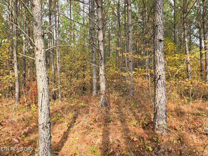 Lot 4 W Robbins Rd, Robbins, TN 37852