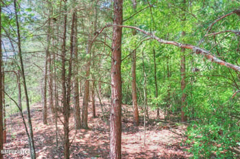 Lot 451 Crystal Springs Rd, Rockwood, TN 37854