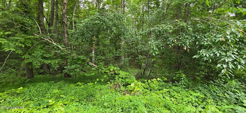 Lot 48-49 Bear Creek Rd, Winfield, TN 37892