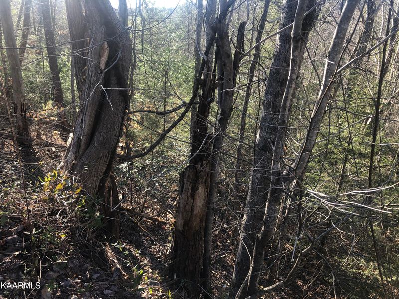 Lot 53 Butternut Ln, Sevierville, TN 37876