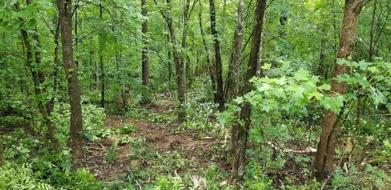 Lot 6 Blue Heron Dr, Harriman, TN 37748
