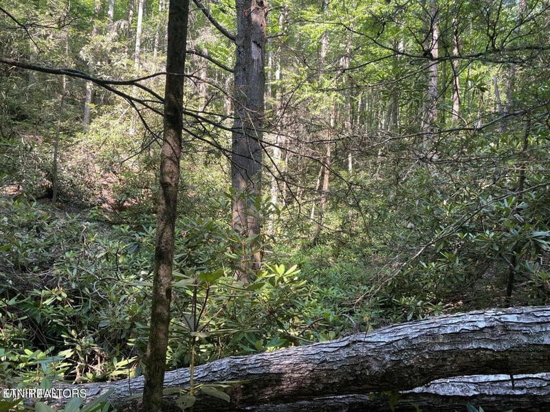 Lot 6 Sycamore St, Sevierville, TN 37876