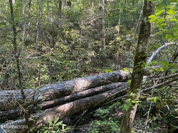 Lot 6 Sycamore St, Sevierville, TN 37876