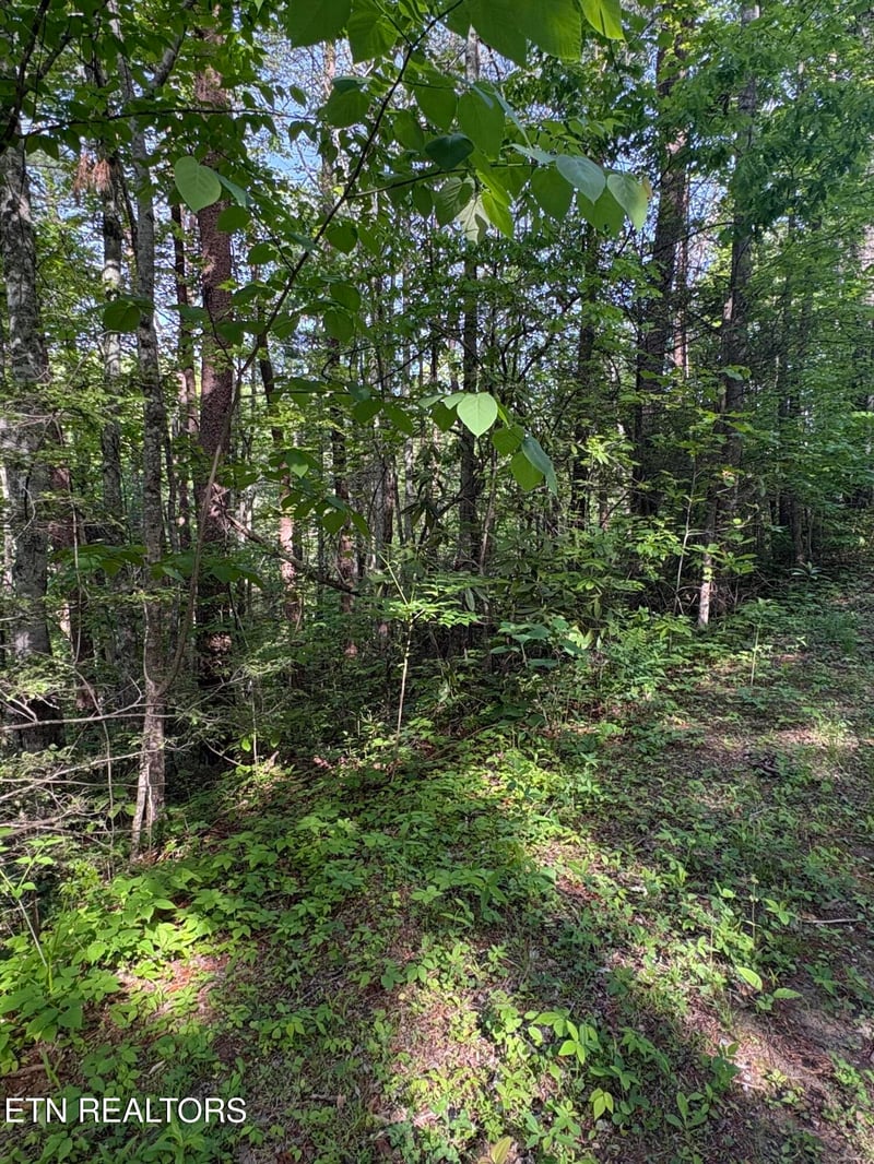 Lot 6 Walnut Flats Rd, Walland, TN 37886