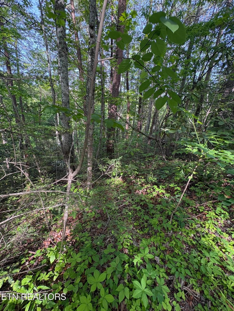 Lot 6 Walnut Flats Rd, Walland, TN 37886