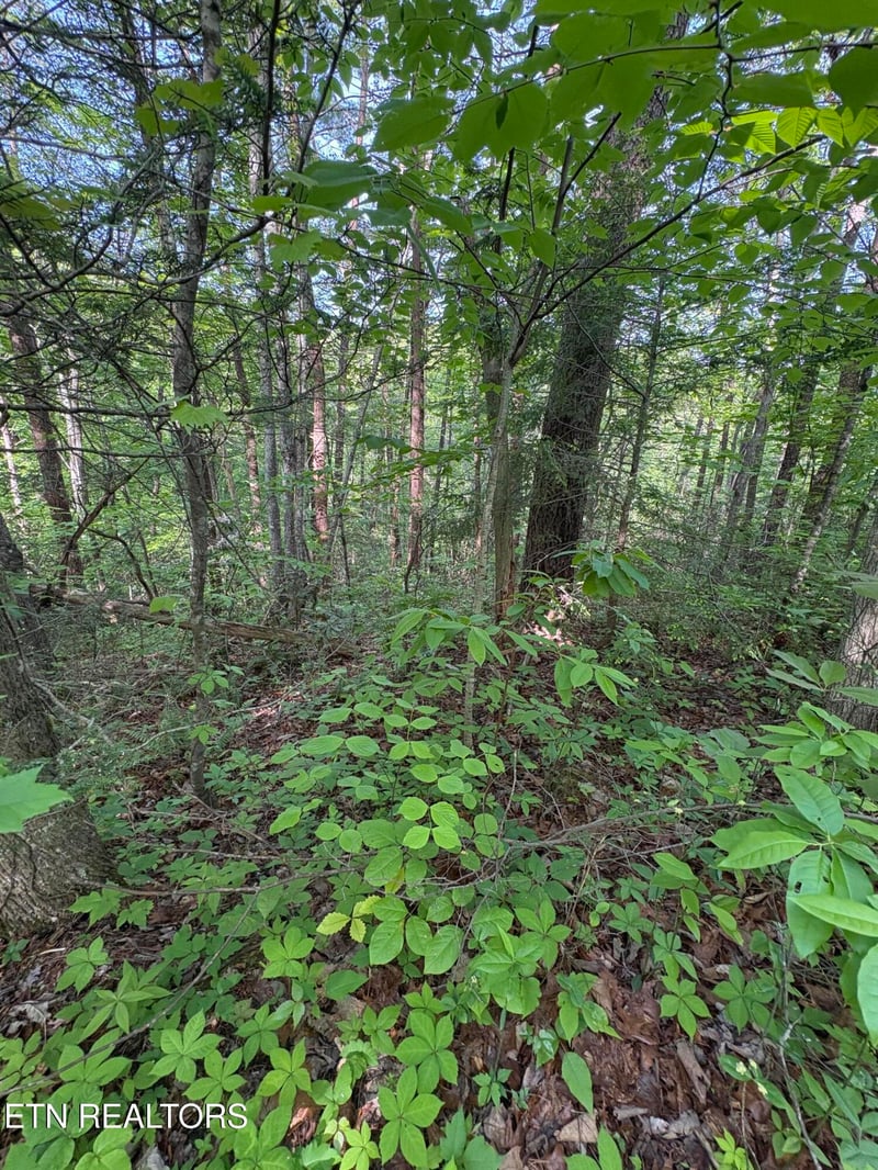 Lot 6 Walnut Flats Rd, Walland, TN 37886