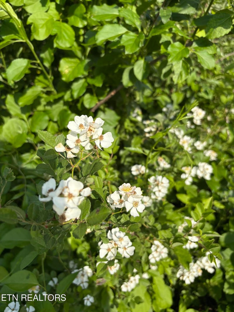 lot 60 Saddleridge Dr, Speedwell, TN 37870