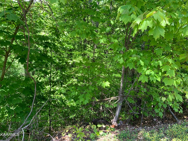 Lot 60E Redtail Rd, Sevierville, TN 37862