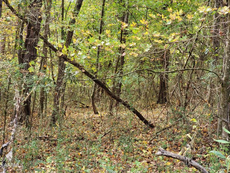Lot 63 Redbud Dr, Kingston, TN 37763