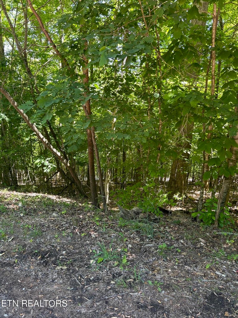 lot 63 Stoney Rock Ln, Jacksboro, TN 37757