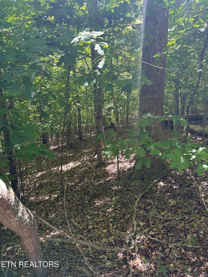 lot 63 Stoney Rock Ln, Jacksboro, TN 37757