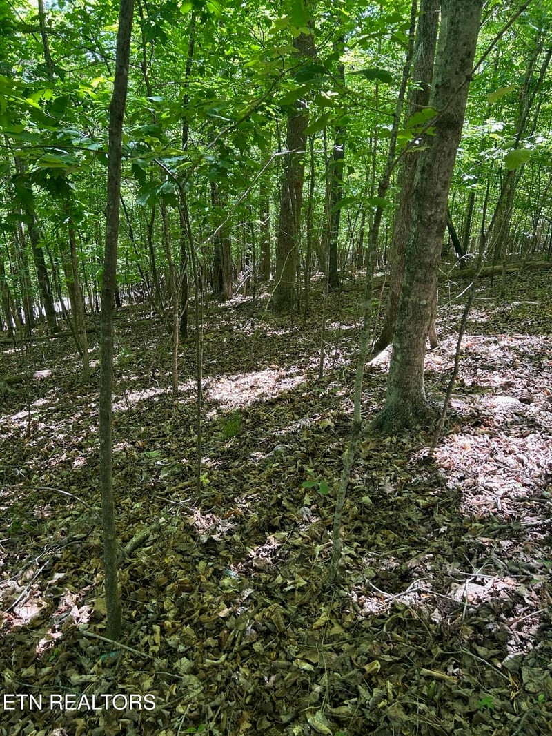 lot 63 Stoney Rock Ln, Jacksboro, TN 37757