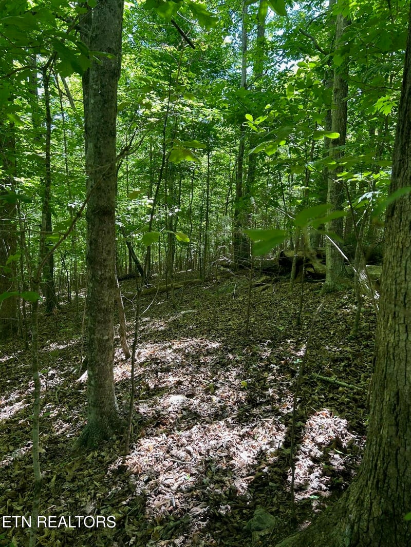 lot 63 Stoney Rock Ln, Jacksboro, TN 37757