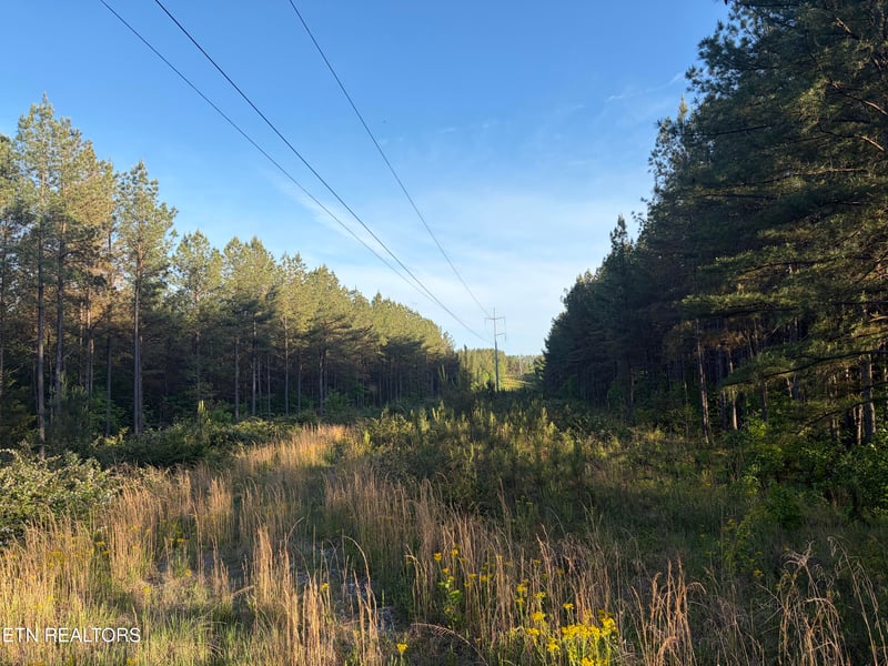 Lot 68 Black Bear Ln, Sunbright, TN 37872