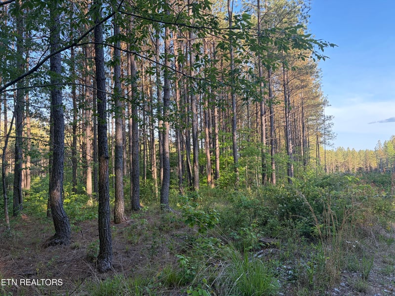 Lot 68 Black Bear Ln, Sunbright, TN 37872