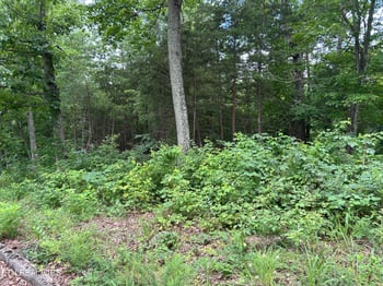 Lot 69 Megans Tr, Bean Station, TN 37708