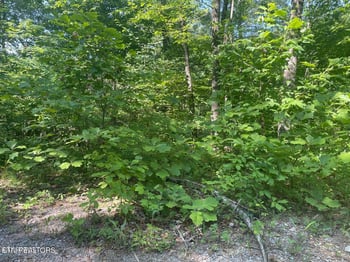 Lot 69 Sycamore St, Sevierville, TN 37876