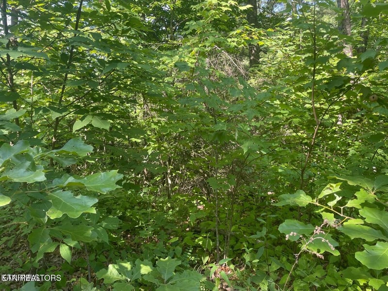 Lot 69 Sycamore St, Sevierville, TN 37876