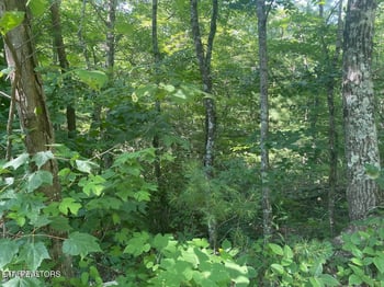 Lot 69 Sycamore St, Sevierville, TN 37876
