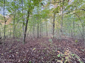 Lot 7 Crest View Dr, Sunbright, TN 37872