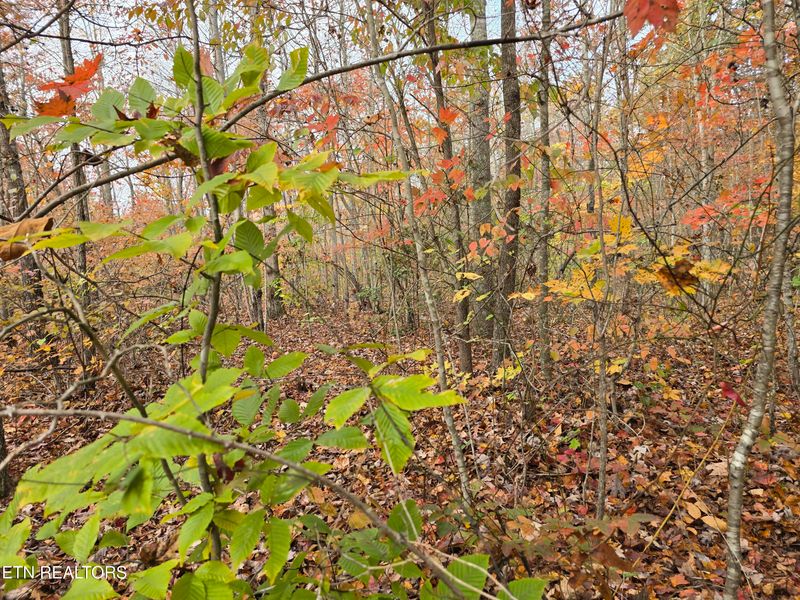 Lot 7 Everette Ln, Robbins, TN 37852